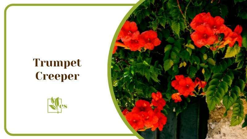 Trumpet Creeper Plants That Soak Up Water With Crowning Red Flower Variety