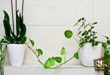 Types of Bathroom Plants That Absorb Moisture