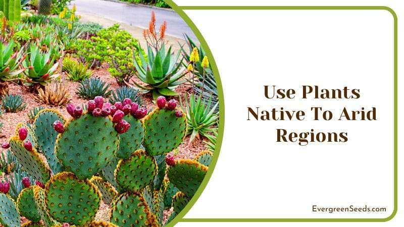 Use Plants Native To Arid Regions Arizona Desert Native Plants with Flower