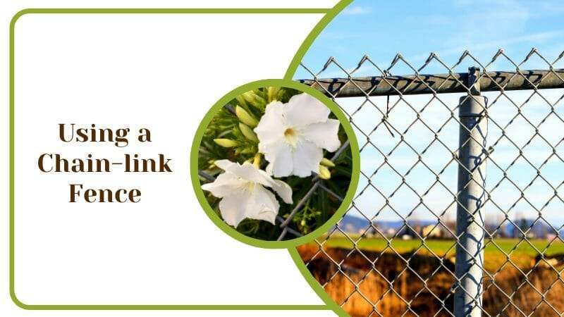 Using a Chain link Fence To Grow Flowers and Plants On