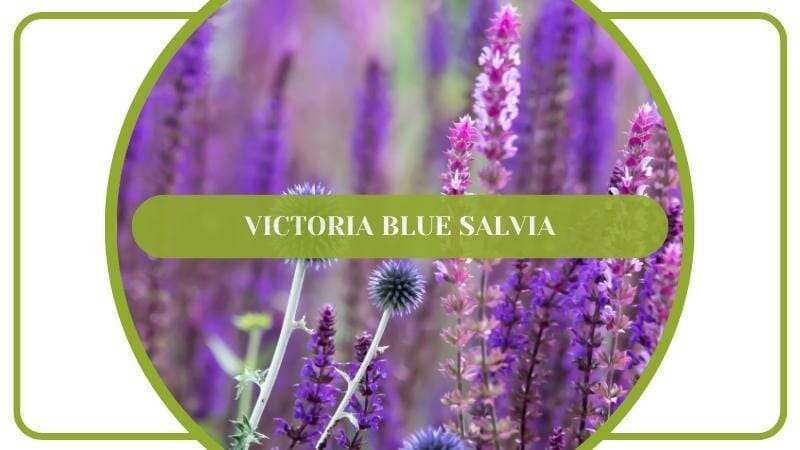 Victoria Blue Salvia Flowering