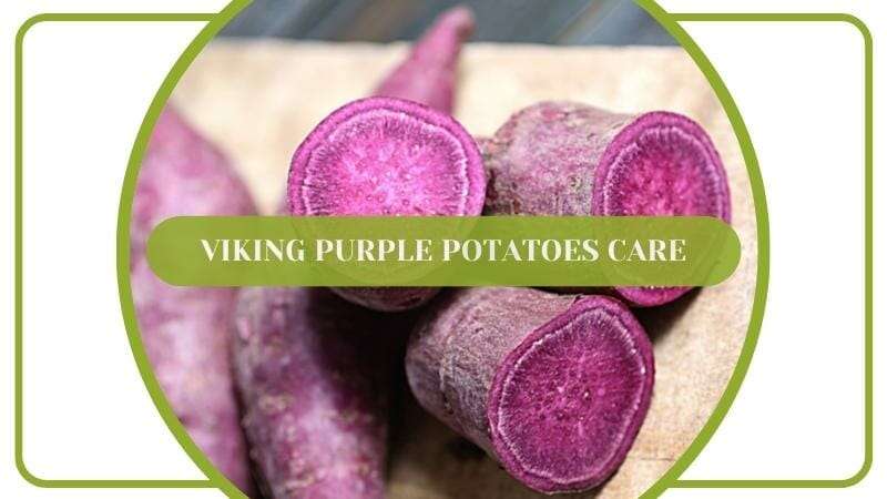 Viking Purple Potatoes Care