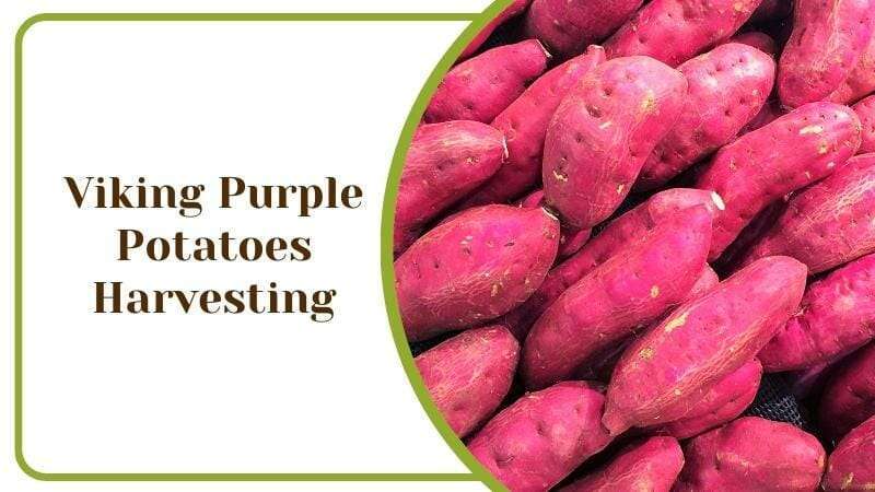 Viking Purple Potatoes Harvesting
