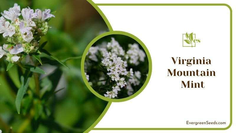 Virginia Mountain Mint Perennial Herb That Looks Similar to Rosemary