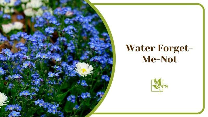 Water Forget Me Not Colorful and Violet Flowers in Group