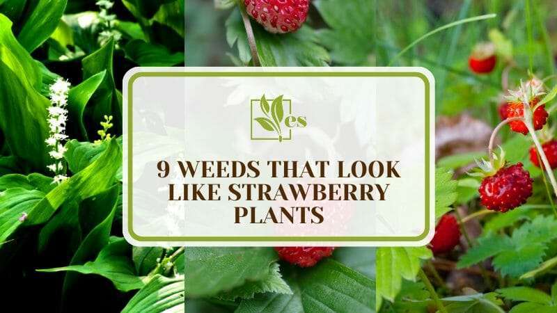 Weeds That Look Like Strawberry Plants