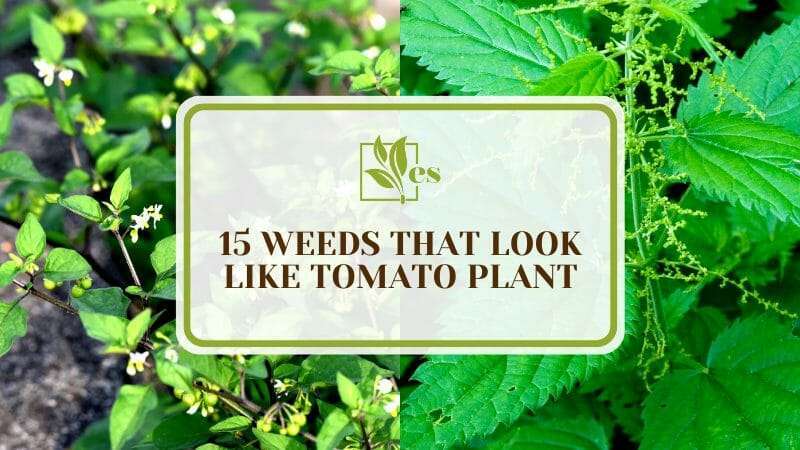 Weeds That Look Like Tomato Plant