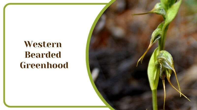 Western Bearded Greenhood Pterostylis barbata Orchid Family Flowers