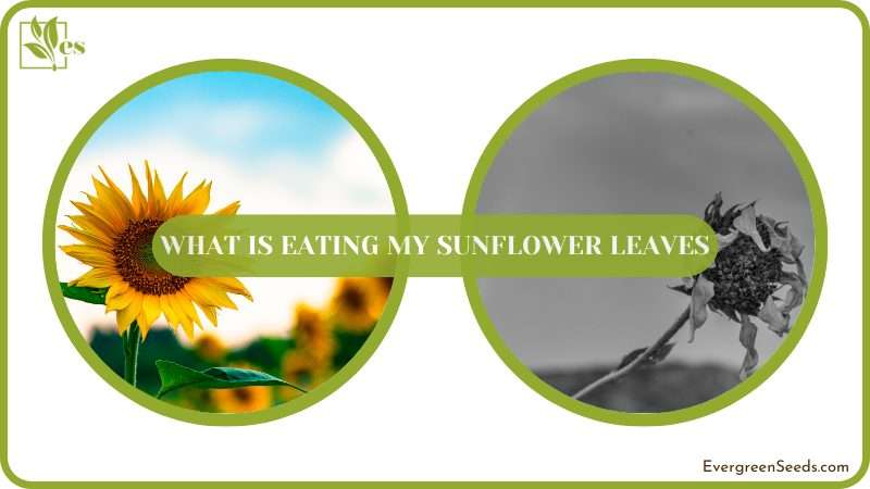 What Is Eating My Sunflower Leaves Featured