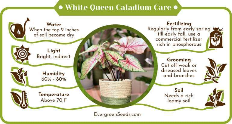 White Queen Caladium Care Infographic