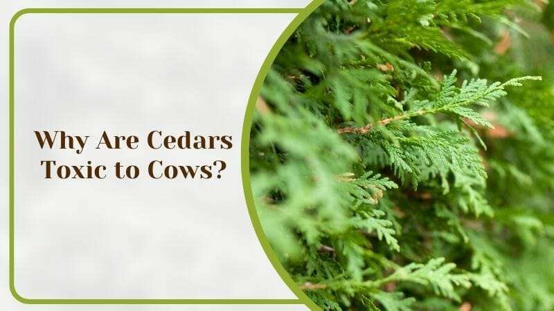 Why Are Cedars Toxic to Cows
