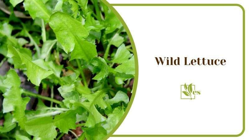 Wild Lettuce The Natural Pain Killer Plant Found in Every Garden