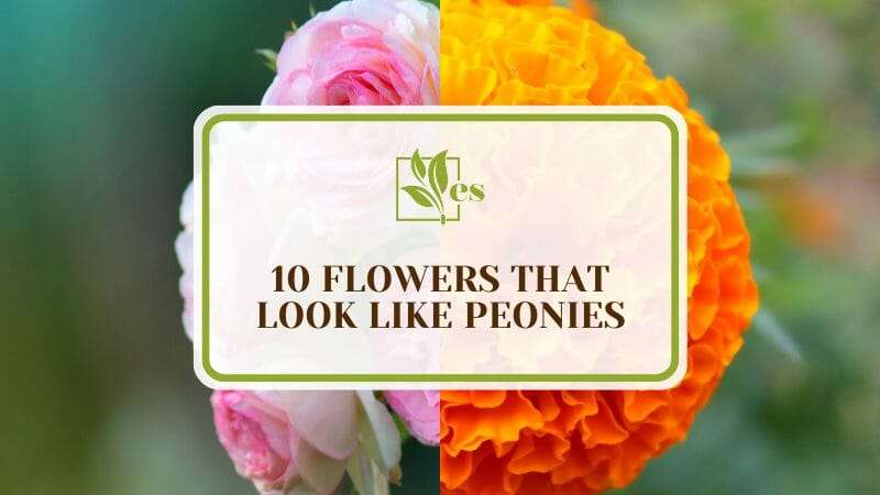 10 Flowers That Look Like Peonies