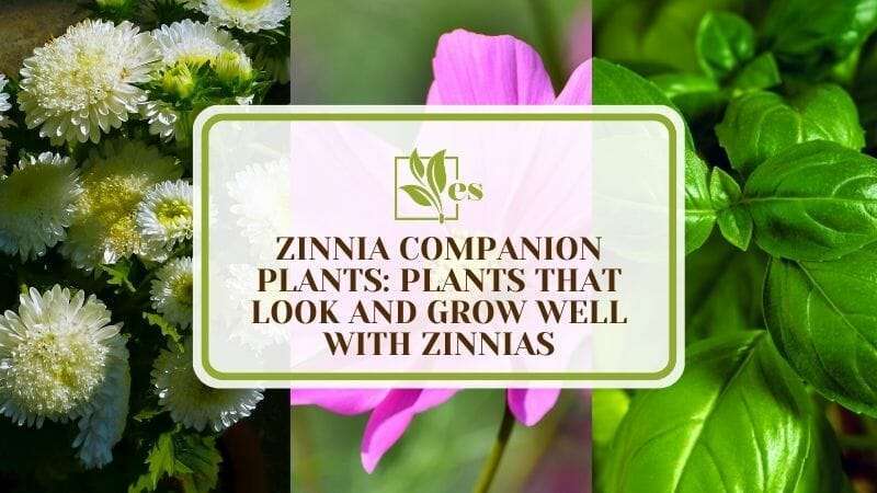 11 Zinnia Companion Plants That Look and Grow Well With Zinnias