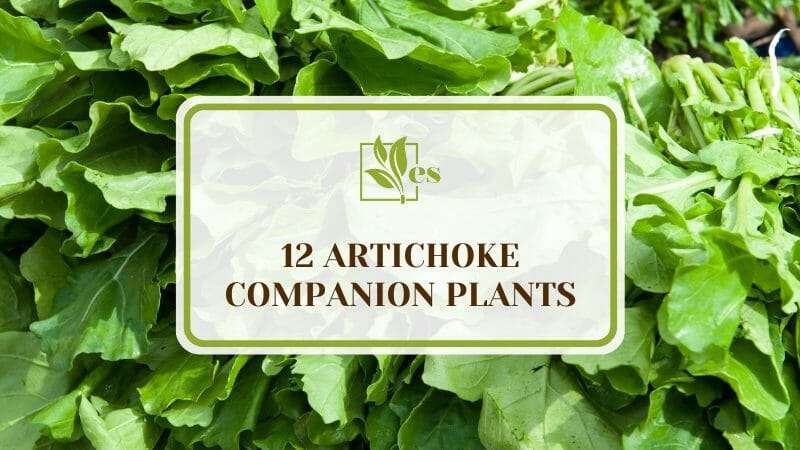 12 Artichoke Companion Plants