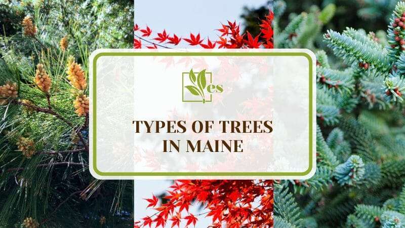 14 Types of Trees in Maine