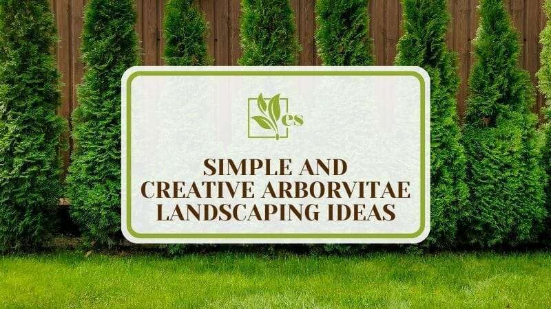 21 Simple and Creative Arborvitae Landscaping Ideas