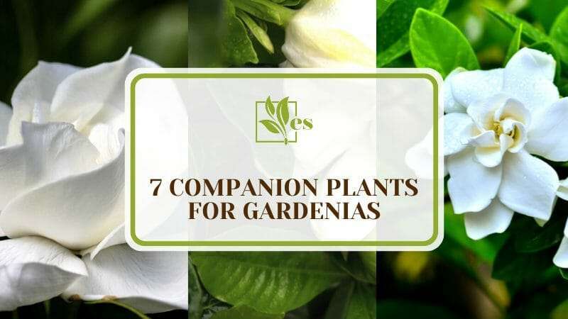 7 Companion Plants for Gardenias