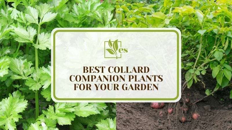 9 Best Collard Companion Plants For Your Garden