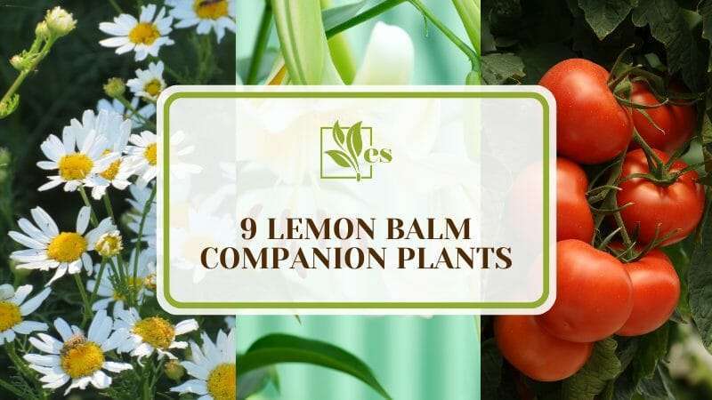 9 Lemon Balm Companion Plants
