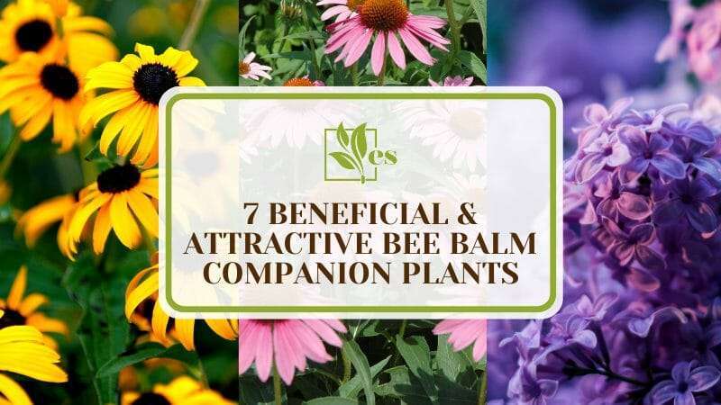 Beneficial _ Attractive Bee Balm Companion Plants