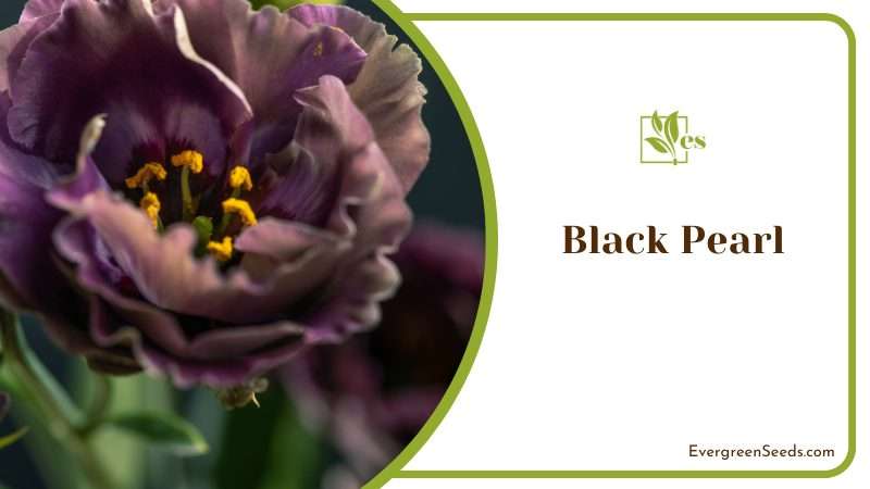 Black Pearl Flower in Garden
