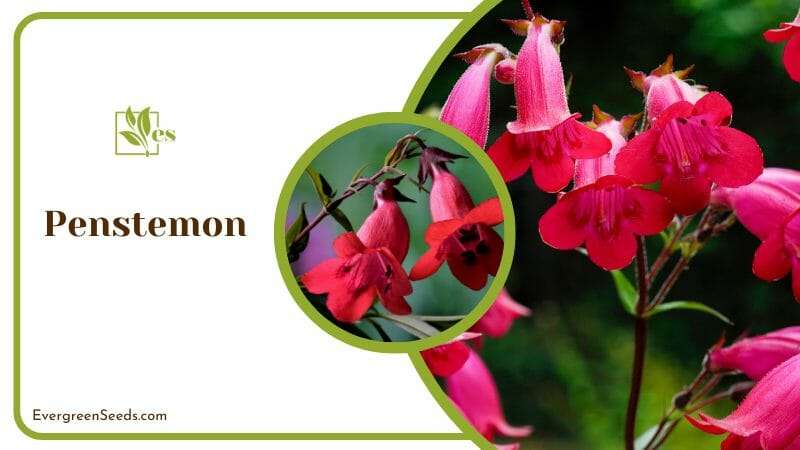 Blooming Penstemon in Garden