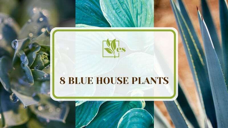 Blue House Plants