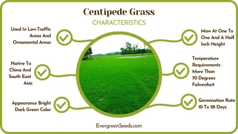 Chinese Centipede Bright Dark Green Grass