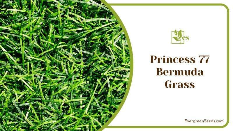 Close View of Princess 77 Bermuda Grass