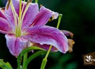 Colorful Purple Lilies for Your Garden