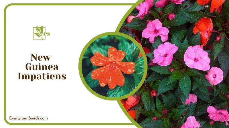Colourful New Guinea Impatiens blossoming 