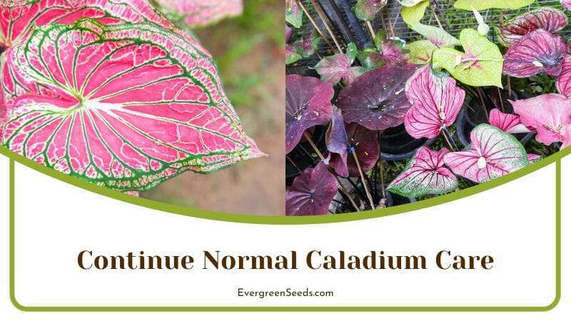 Continue Normal Caladium Care