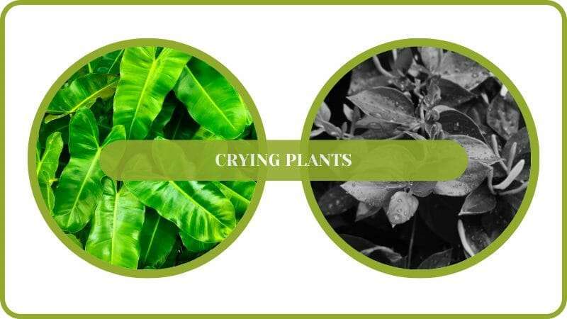 Crying Plants Before and After Wet Drops on A Plant