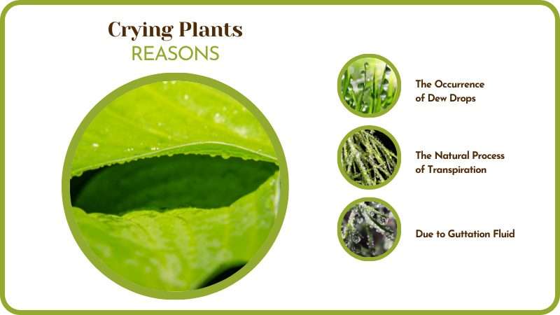 Crying Plants Reasons Dew Drops Transpiration Process Guttation Fluid in Plants