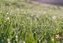 Fertilizers Can Be Safely Applied to Wet Grass