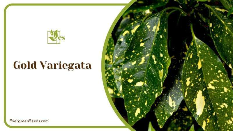 Gold Variegata Green Leaves