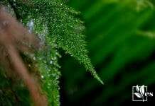 Green Crying Plants Three Main Reasons You Have Them