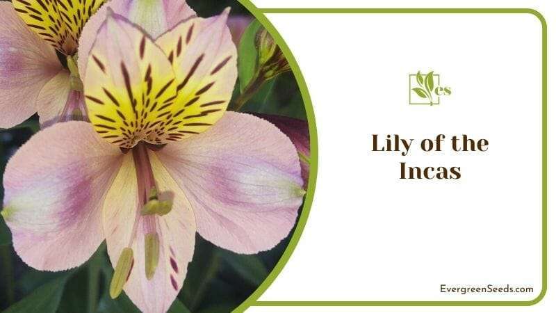 Lily of the Incas