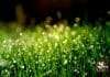 List of 12 Most Expensive Grass