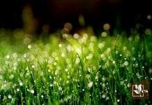 List of 12 Most Expensive Grass