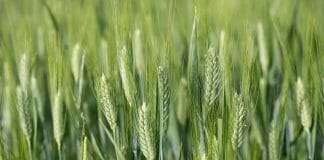 List of Plants That Look Like Wheat 