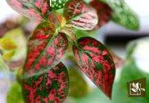 List of Red and Green House Plants