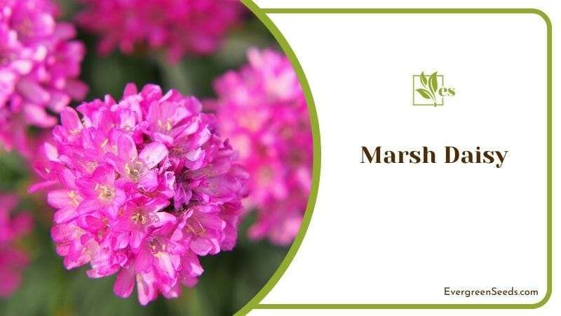 Marsh Daisy