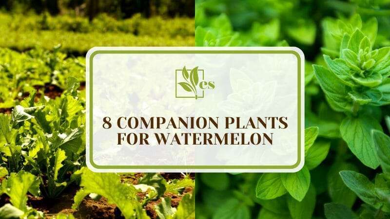Maximum Yielding Plants for Watermelon