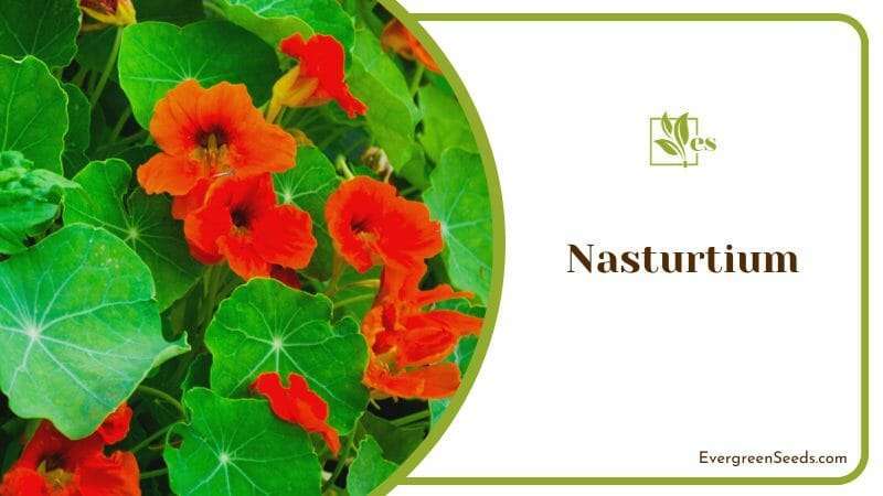Nasturtium Growing in Pot