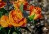 Natural Vibrant Orange Roses List