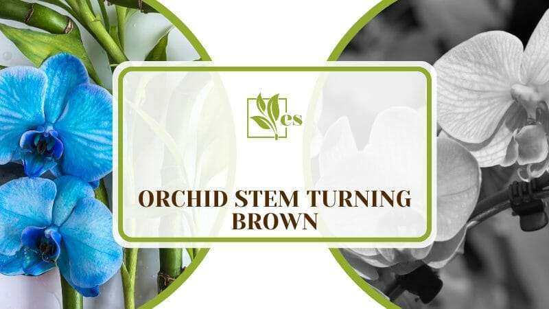Orchid Stem Turning Brown