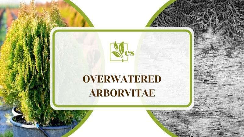 Overwatered Arborvitae Trees