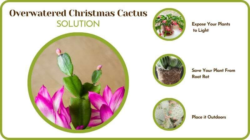 Overwatered Christmas Cactus Causes